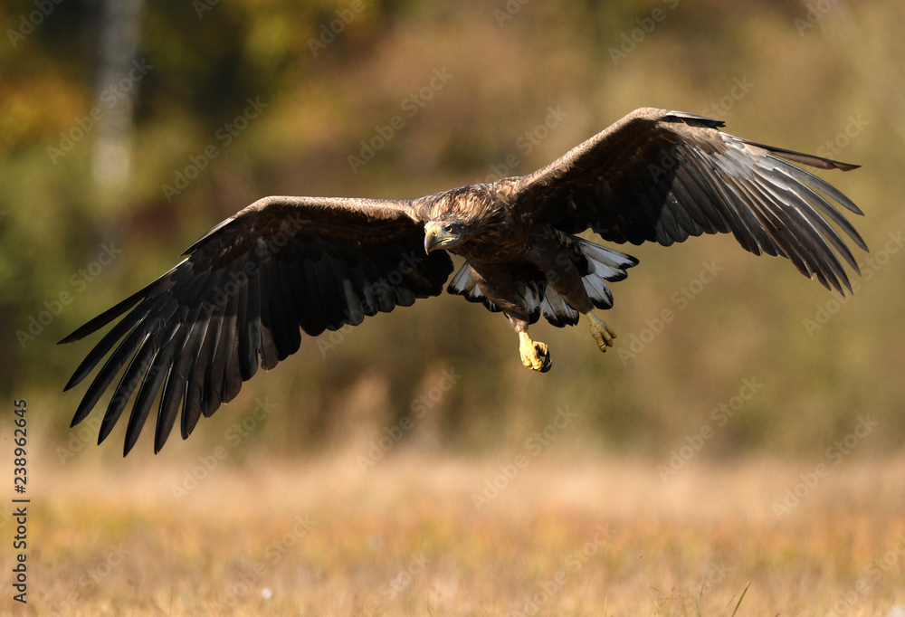 White tailed eagle (Haliaeetus albicilla) White tailed eagle (Haliaeetus albicilla)