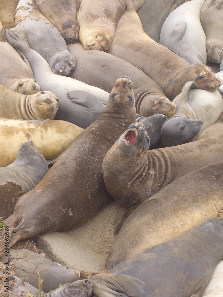 Fototapeta premium Seal