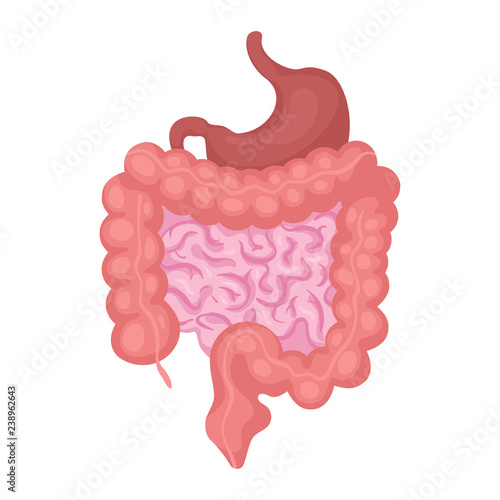 Intestines organ vector illustration