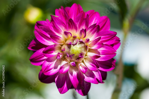 Fototapeta Naklejka Na Ścianę i Meble -  Dahlia Flower
