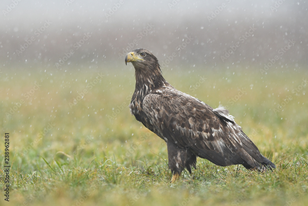 White tailed eagle (Haliaeetus albicilla) White tailed eagle (Haliaeetus albicilla)