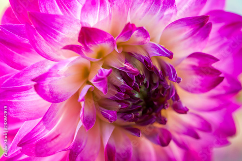 Fototapeta Naklejka Na Ścianę i Meble -  Dahlia Flower