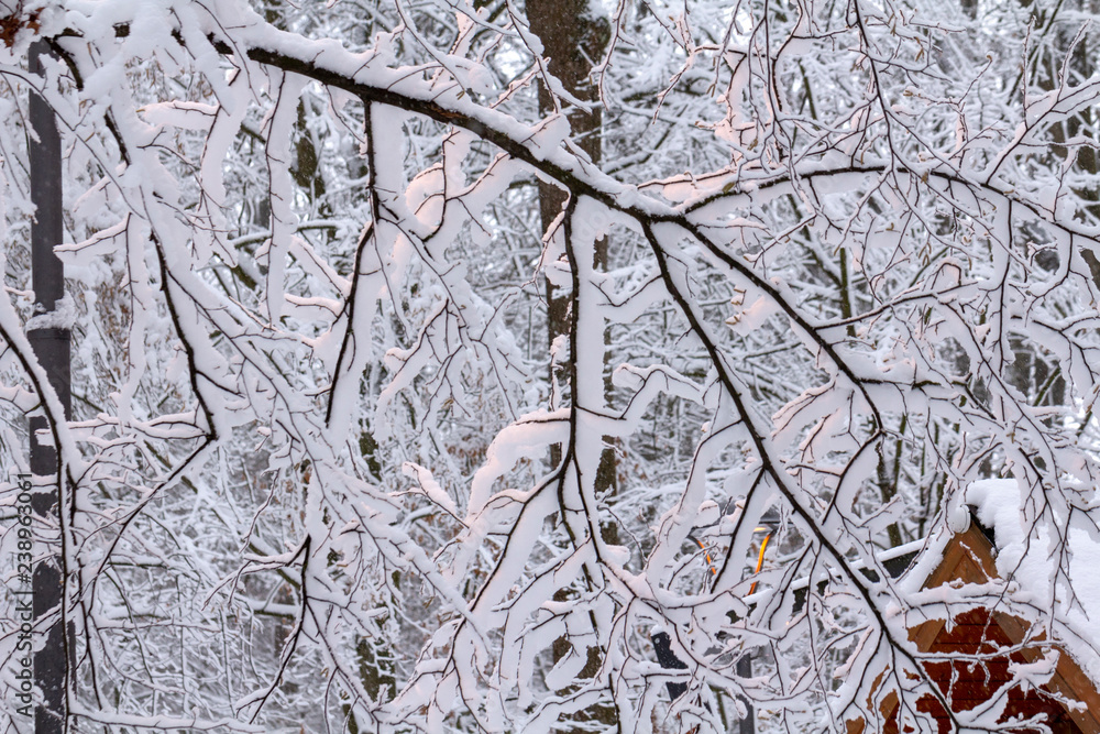 Strange branches covered with snow background winter concept Strange branches covered with snow background winter concept