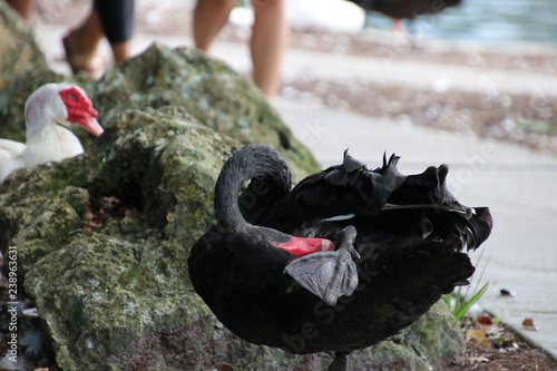 Australian black swan by lake side with white muscovy duck in back ground.
