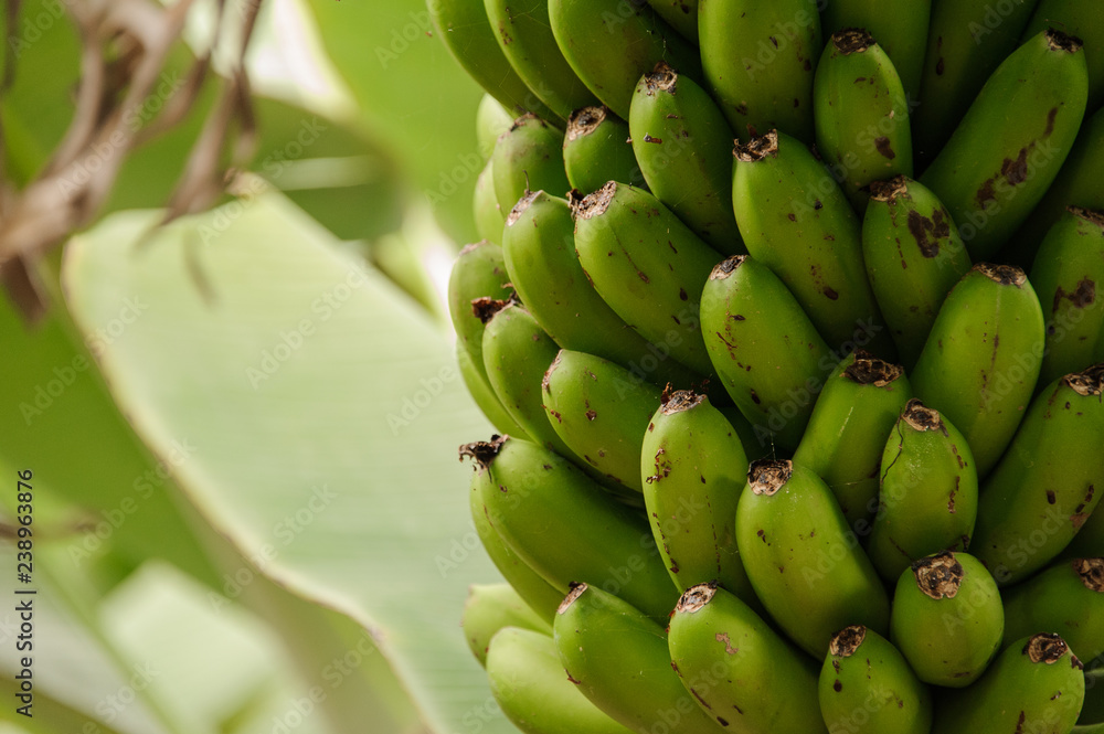 Green unripe bananas on the palm on the plantation in Gran Canaria island, Spain