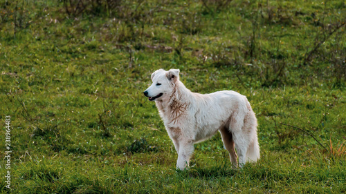 pure breed Italian Maremma shepherd dog in Lazio region