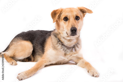 cute dog portrait isolated on white