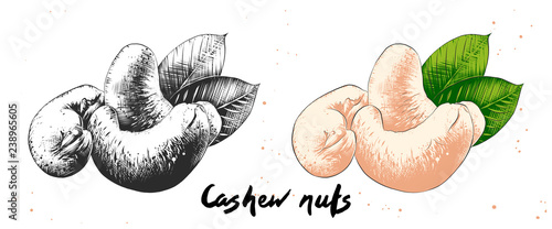Vector organic engraved style illustration for posters, decoration, label, packaging and print. Hand drawn sketch of cashew nuts in monochrome and colorful. Detailed vegetarian food drawing.