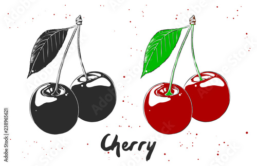 Vector organic engraved style illustration for posters, decoration, label, packaging and print. Hand drawn sketch of cherry in monochrome and colorful. Detailed vegetarian food drawing.