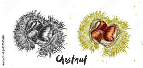 Vector engraved style illustration for posters, decoration, label, packaging and print. Hand drawn sketch of chestnut in monochrome and colorful. Detailed vegetarian food drawing.