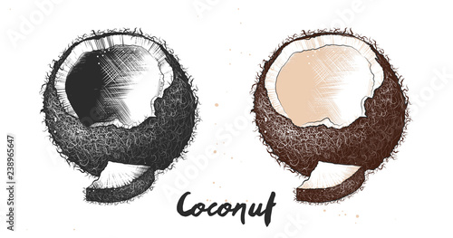 Vector organic engraved style illustration for posters, decoration, label, packaging and print. Hand drawn sketch of coconut in monochrome and colorful. Detailed vegetarian food drawing.