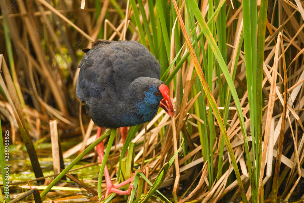 Purpurhuhn Purpurhuhn