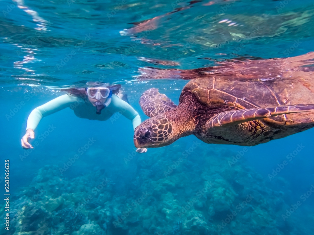 Obraz premium Green Sea Turtle Close Up Profile with Snorkeler in Background