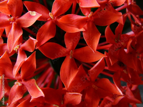 Detail of red flowers 