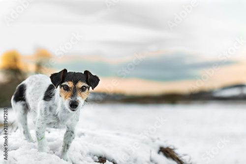 Fototapeta Naklejka Na Ścianę i Meble -  Jack Russell Terrier in white winter landscape. Doggy 8 years old.