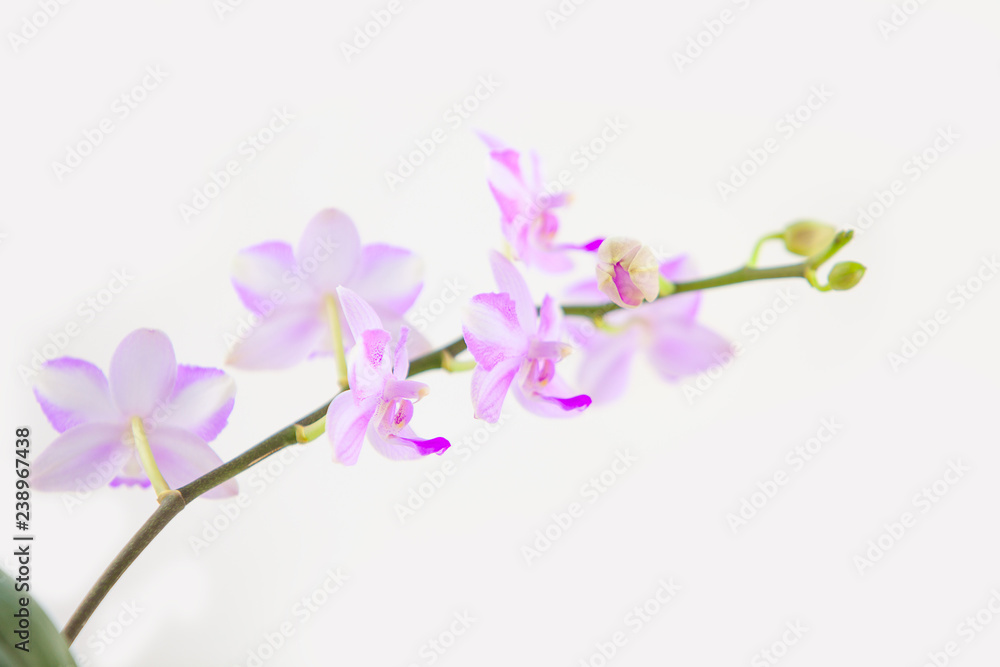 Beautiful rare orchid in pot on White background Beautiful rare orchid in pot on White background