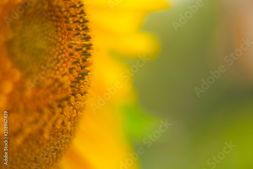 ripe yellow sunflower swings in  background image