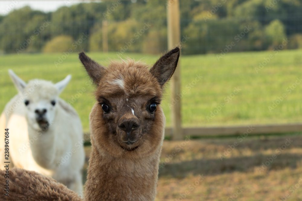 Female Cria alpaca posing for the camera with the mother in the background Female Cria alpaca posing for the camera with the mother in the background