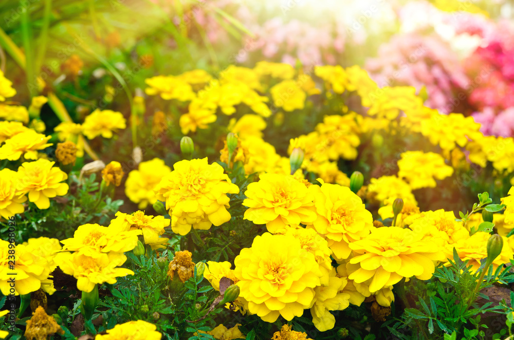 flowers in garden flowers in garden
