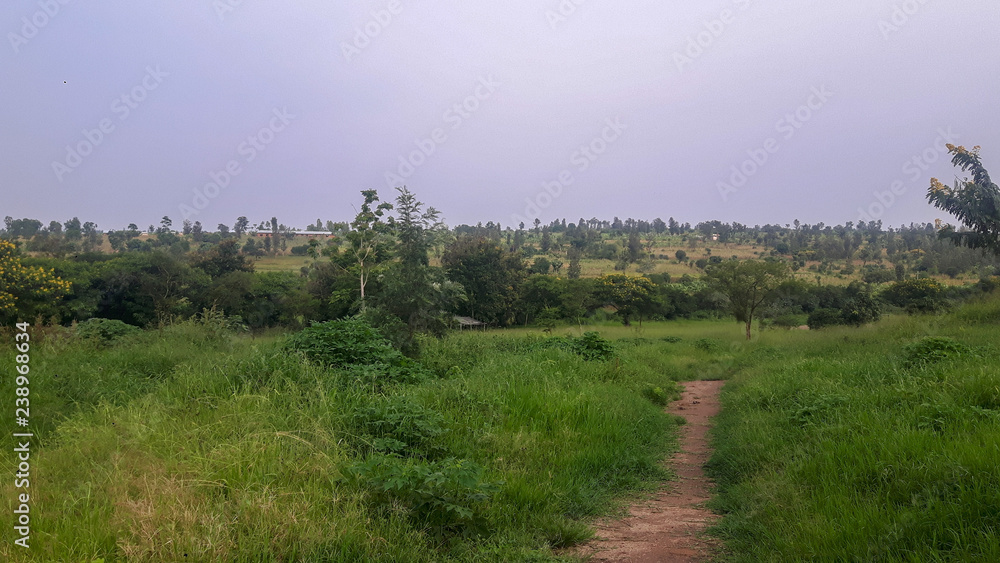 African landscape with plants and trees.
