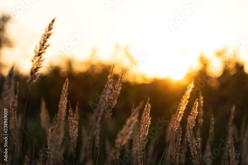 blades of grass in the sun