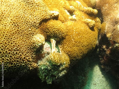 coral