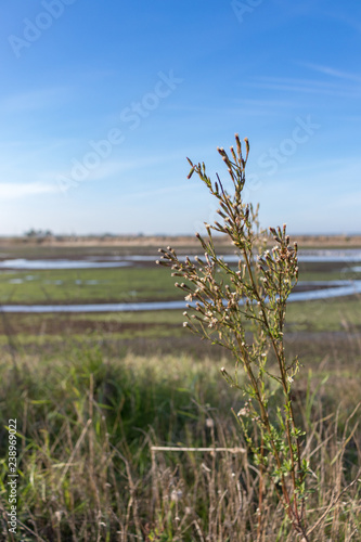 Landscape with river