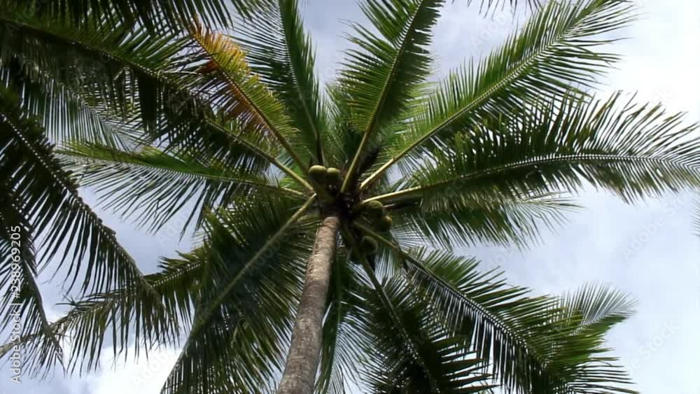 Palm trees top on background of blue sky on islands of Republic of Philippines. Palm trees top on background of blue sky on islands of Republic of Philippines.