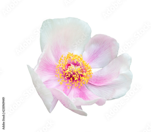 large flower of white pink tree peony suffruticosa isolated on white background