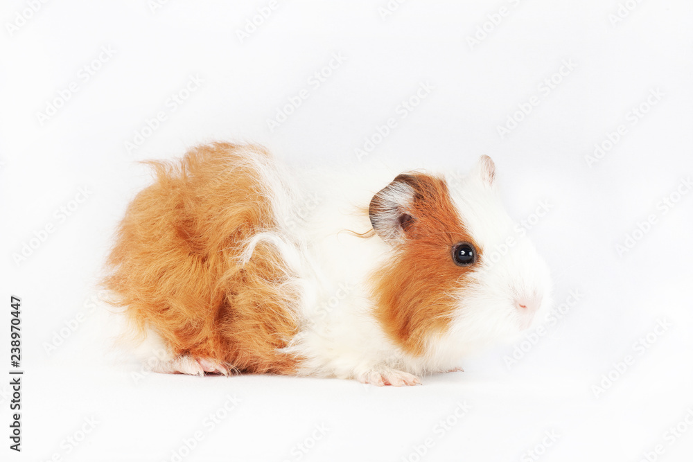 Adorable guinea pig isolated on white background Adorable guinea pig isolated on white background