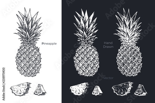 Hand drawn pineapple. Fruits sketch vector set