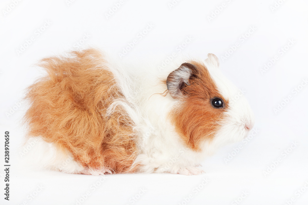 Adorable guinea pig isolated on white background Adorable guinea pig isolated on white background