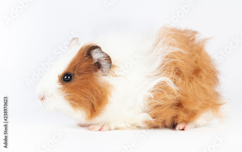 Adorable guinea pig isolated on white background © Natalya Antoshchenko
