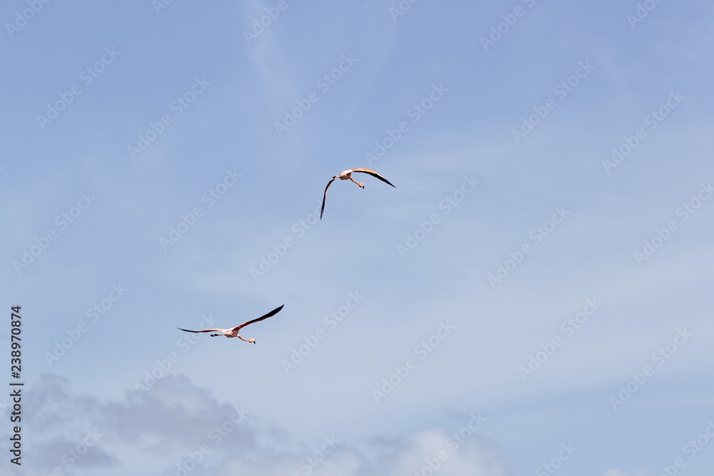 Fototapeta premium Flamingo