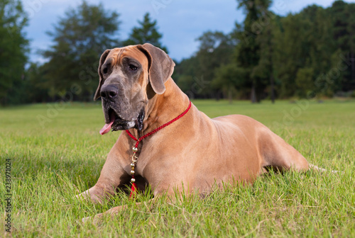 Quadro su tela Great Dane on the grass