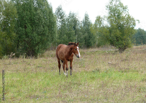 Foal grazing on the edge of the forest