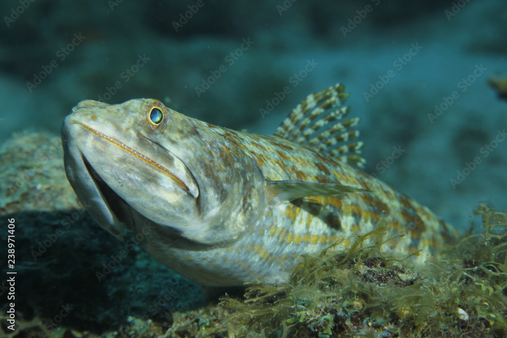 Lizard Fish No2 Lizard Fish No2