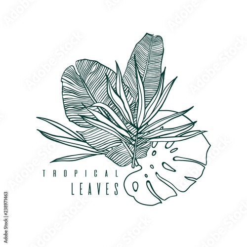 Icon with palm, monstera and banana leaf. Outline drawing of tropical leaves. Nature label with exotic foliage. Vector illustration.