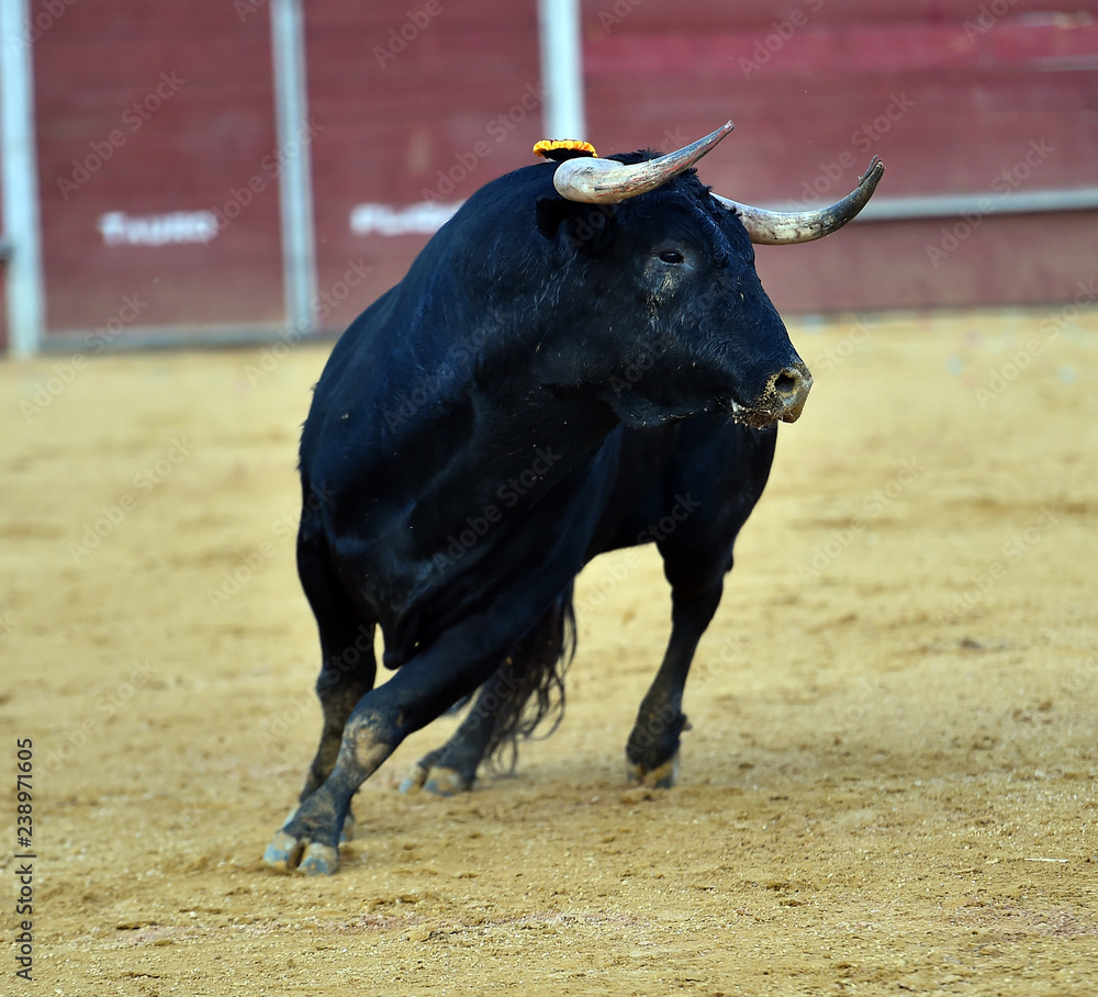 toro negro en españa