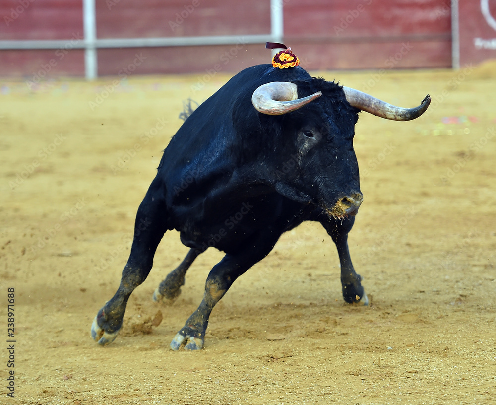 toro en españa toro en españa