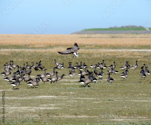 Black geese colony, Branta bernicla, on North Sea in spring