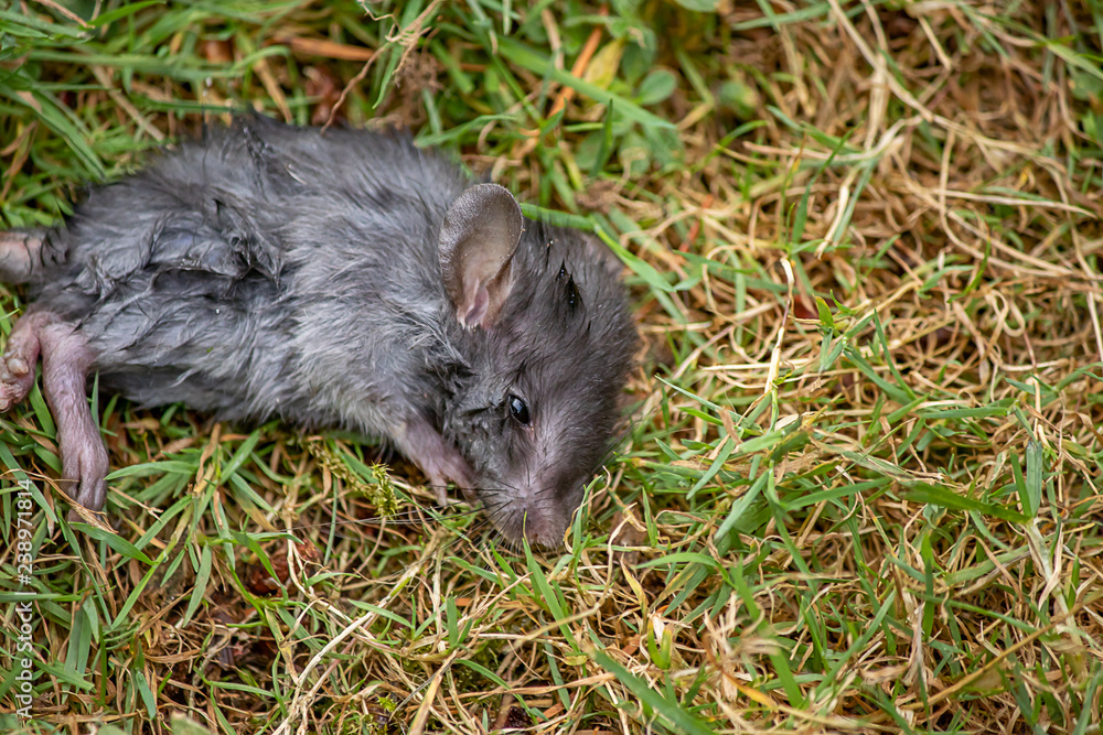 wounded gray mouse on the left of frame wounded gray mouse on the left of frame