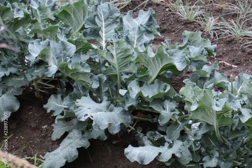 Cultivation of broccoli