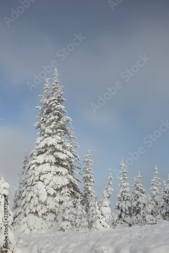 snow covered trees in the beauitful pacific northwest, olympic national park, washington state
