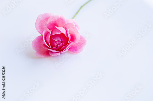 Pink rose on over white. Copy space  Concept background for Valentines Day