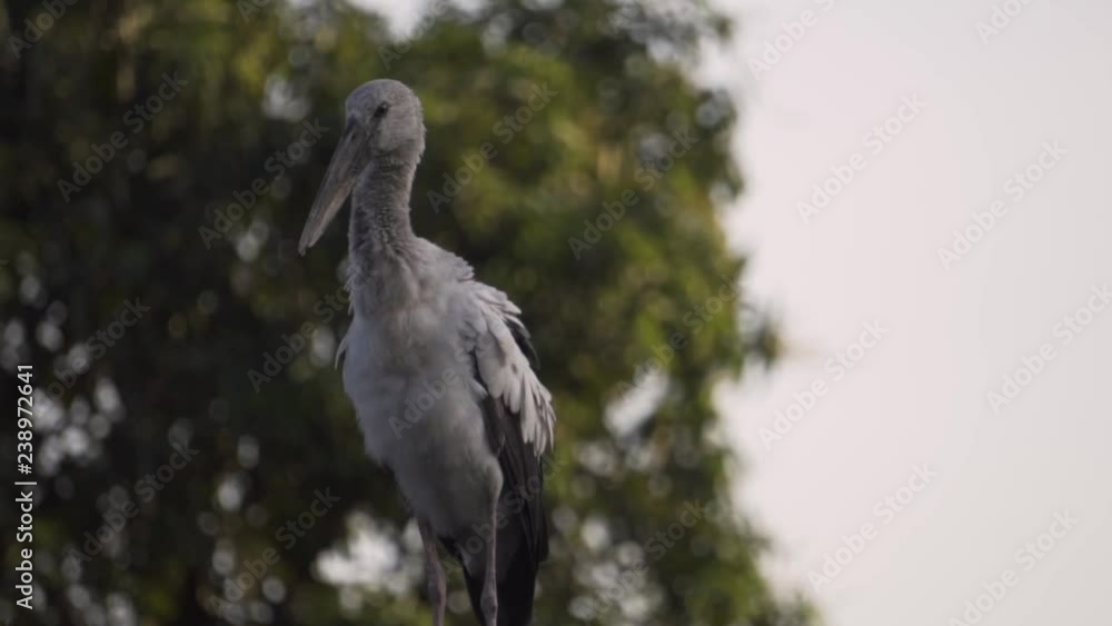 Open-billed stork refreshing himself on the roof, Slow Motion 1 Open-billed stork refreshing himself on the roof, Slow Motion 1