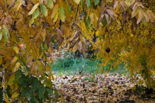 Image of a walnut with yellow leaves in autumn