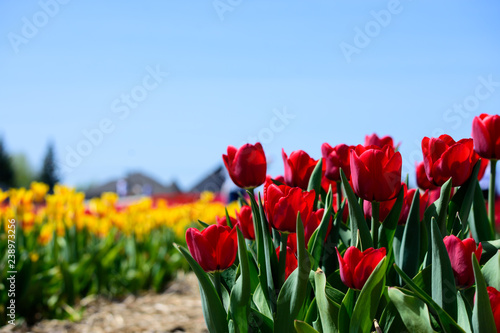 Red Tulips in a field of tulips beautiful natural landscape background for springtime with blue sky on sunny day