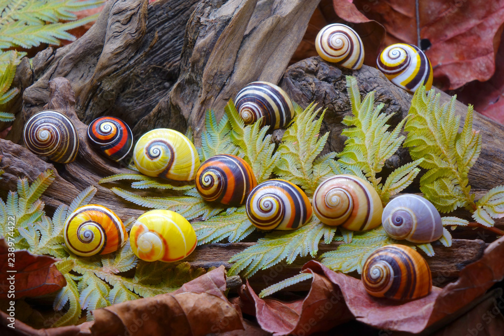 Snails Polymita picta or Cuban snails one of most colorful and