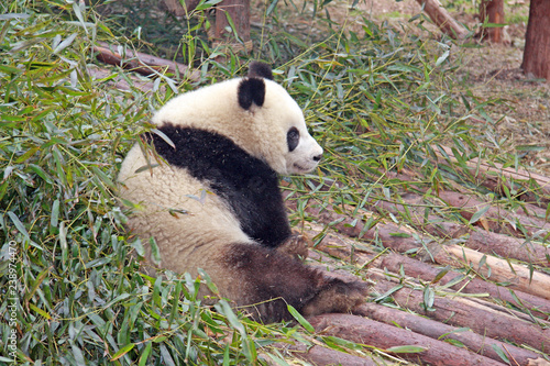 Gaint Panda, endangered speicies and  protected. Selective focus. photo